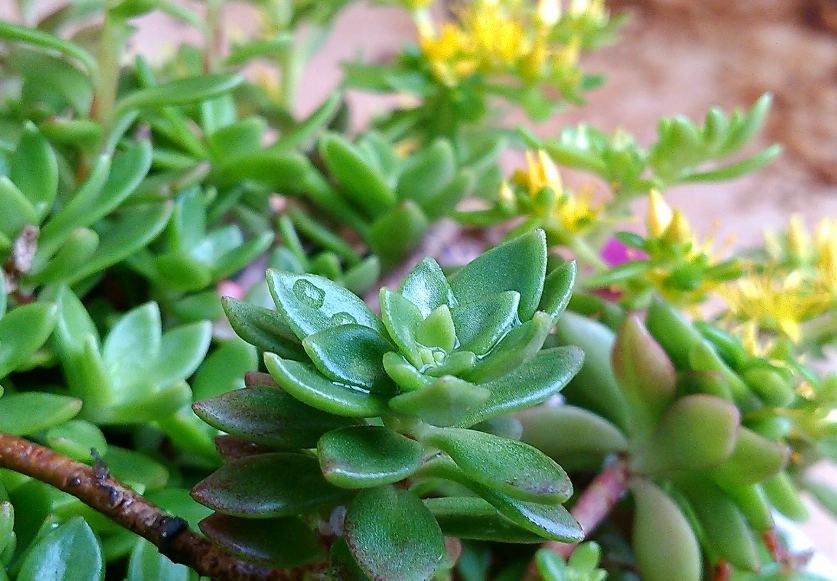 景天開花技巧 景天開花技巧