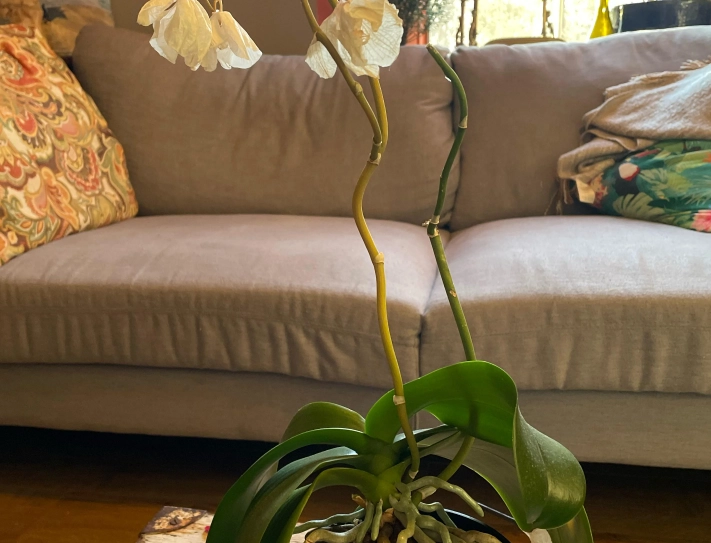 蝴蝶蘭掉花原因