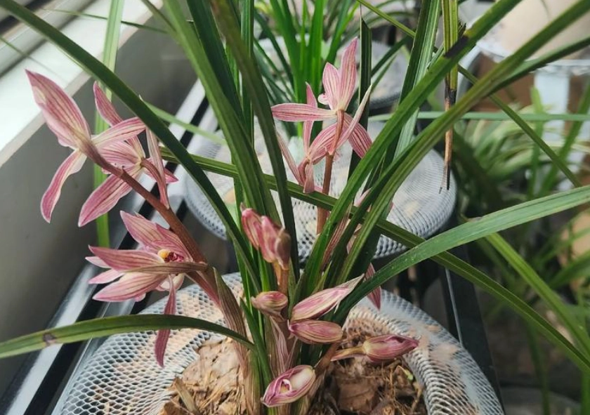 兰花浇水技巧 兰花浇水技巧