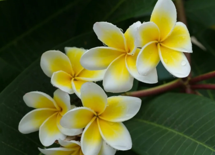 雞蛋花貓照顧 雞蛋花貓照顧