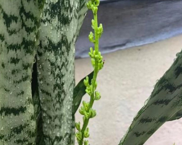 虎尾蘭養護 虎尾蘭養護