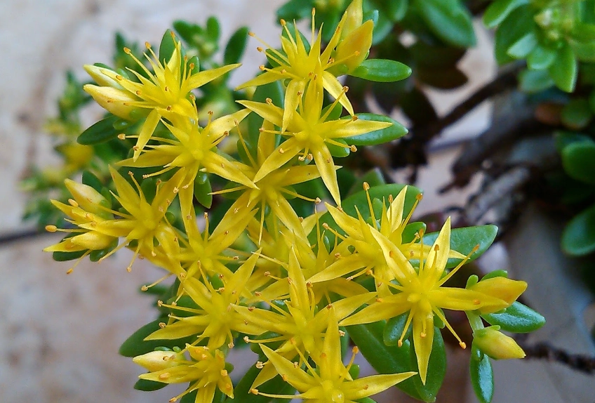 景天開花技巧 景天開花技巧