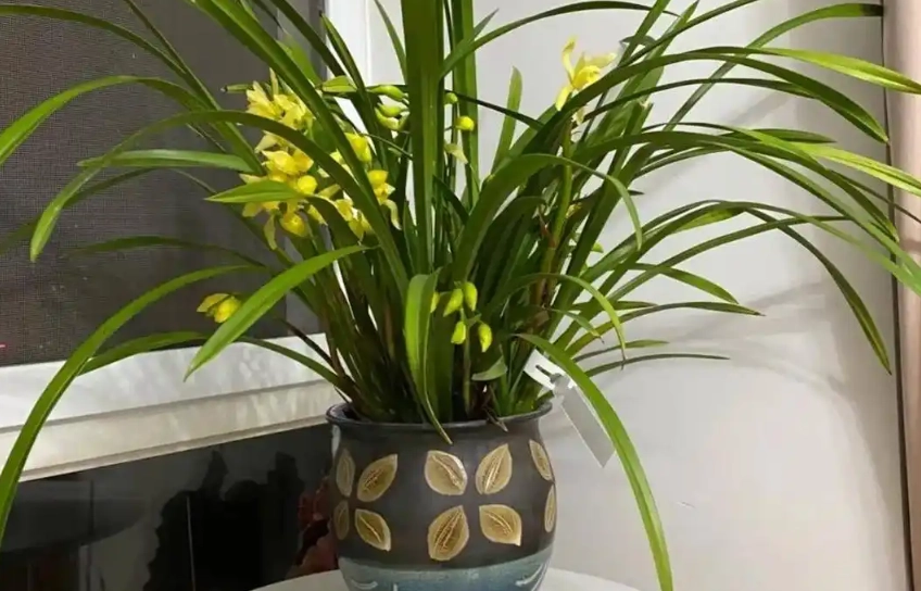 室內蘭花照顧 室內蘭花照顧