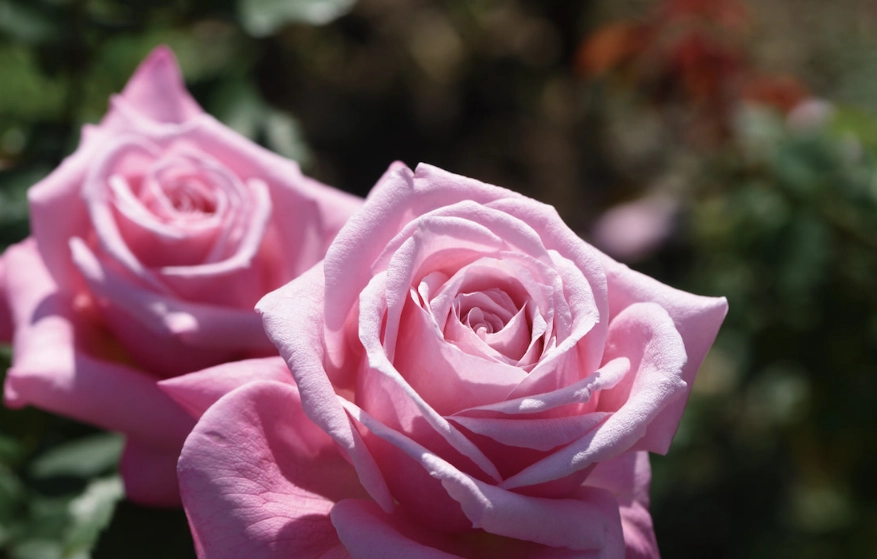 寵物安全花卉 寵物安全花卉