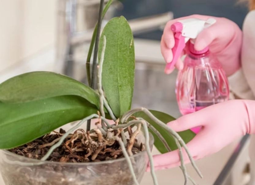 蝴蝶兰浇水方法 蝴蝶兰浇水方法