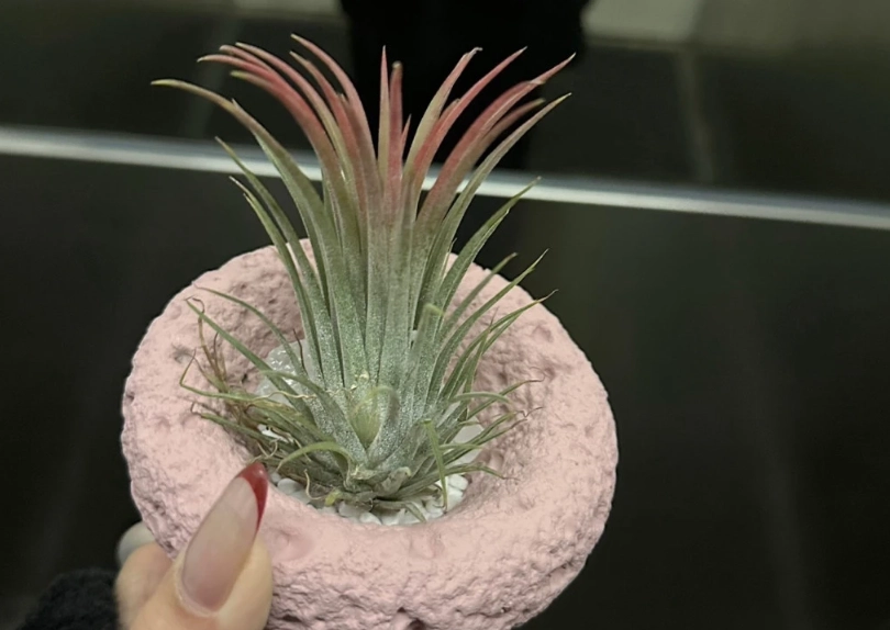 辦公室植物推薦 辦公室植物推薦