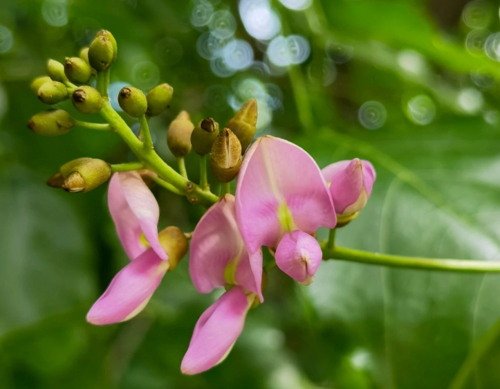 水黃皮健康益處 水黃皮健康益處