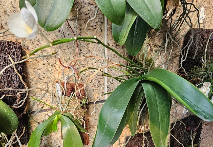 蘭花氣根外露處理 蘭花氣根外露處理