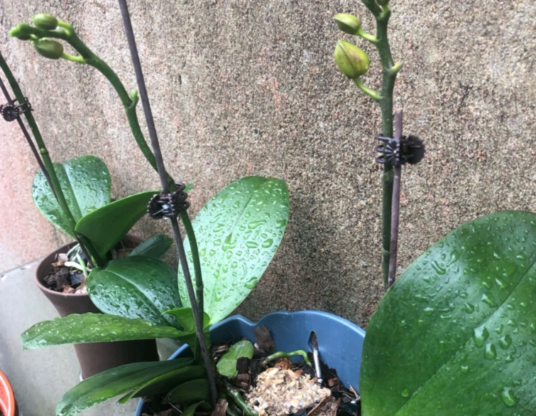 蝴蝶蘭淋雨處理