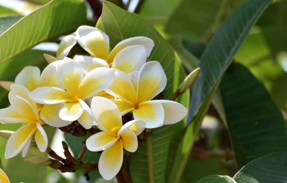 雞蛋花貓特征 雞蛋花貓特征