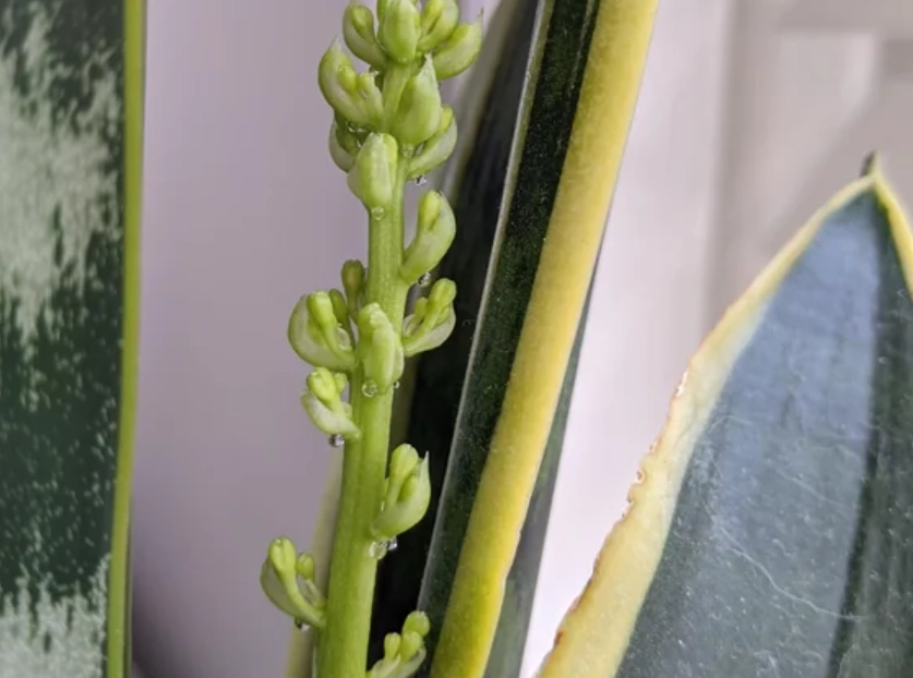 虎尾蘭開花 虎尾蘭開花