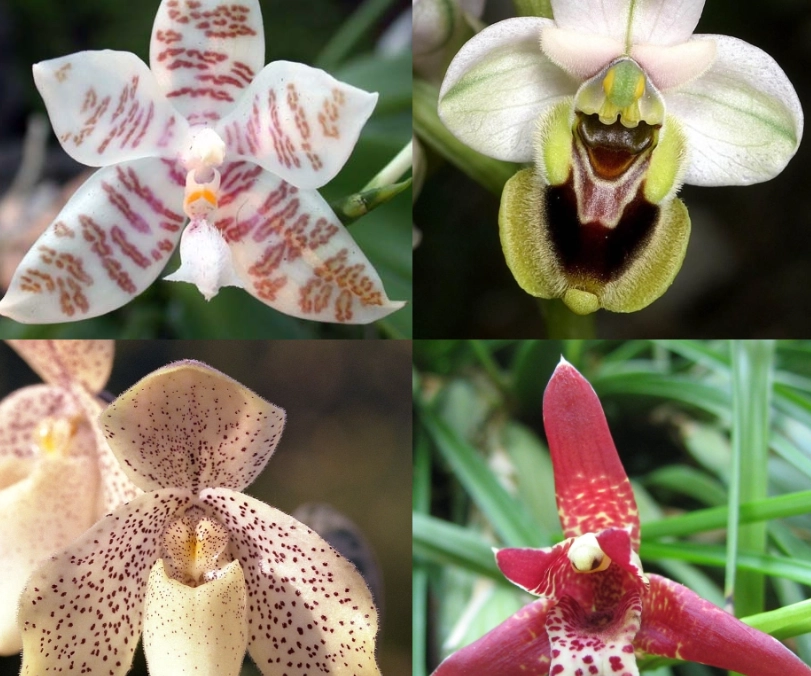 台灣蘭花品種 台灣蘭花品種