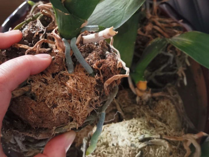 蝴蝶兰枯萎原因 蝴蝶兰枯萎原因