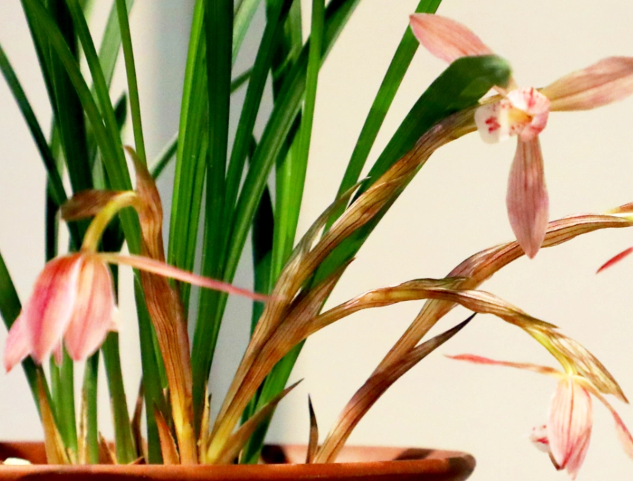 蘭花放室內注意事項 蘭花放室內注意事項