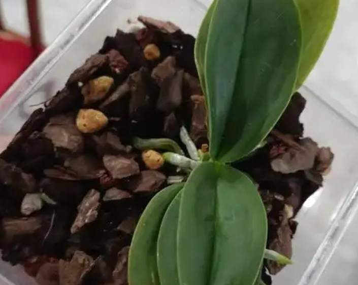 樹皮種植蝴蝶蘭