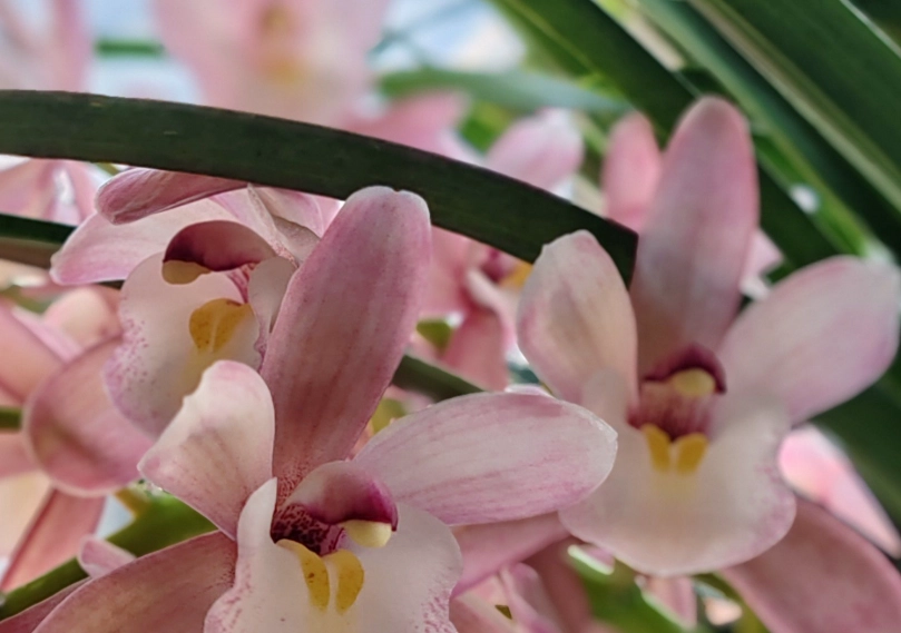 兰花病虫害防治 兰花病虫害防治