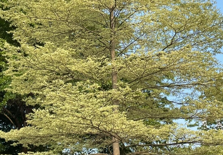 小葉欖仁樹護理 小葉欖仁樹護理