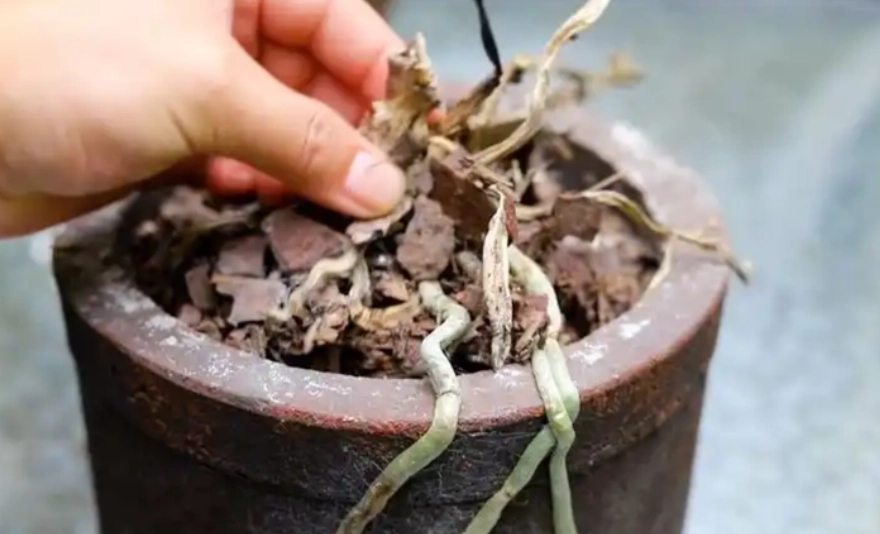 蝴蝶蘭枯萎原因