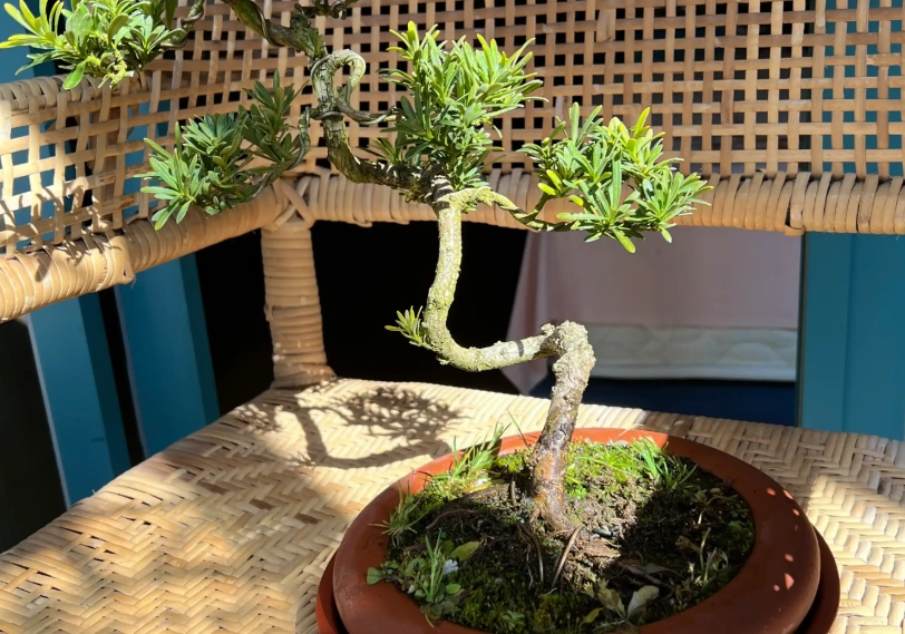 盆栽羅漢松技巧