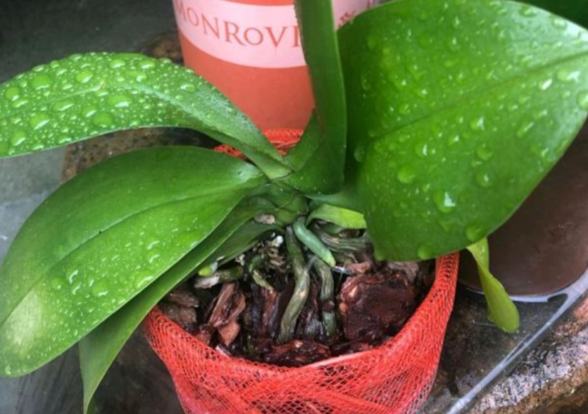 蝴蝶蘭雨水影響