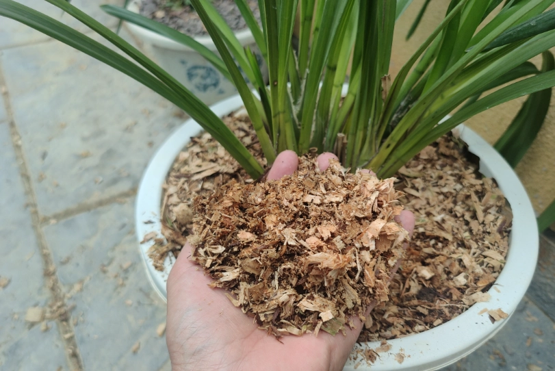 木屑養蘭花方法 木屑養蘭花方法