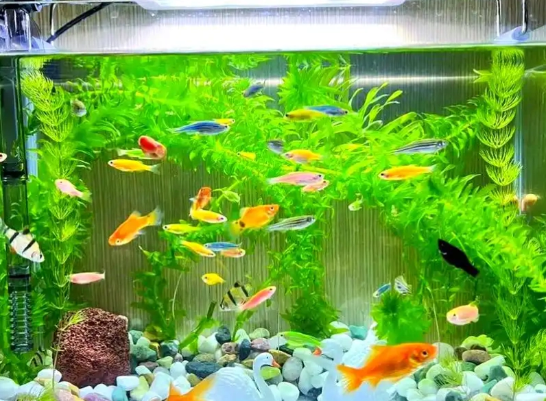 夢見水族箱評價