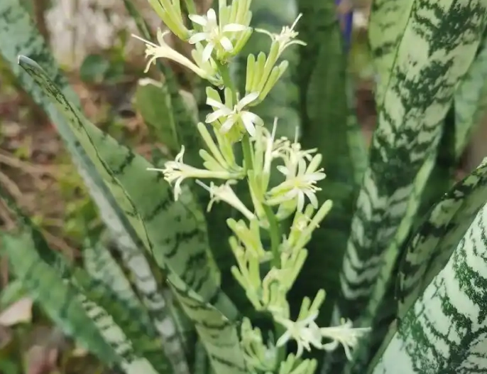 虎尾蘭開花 虎尾蘭開花