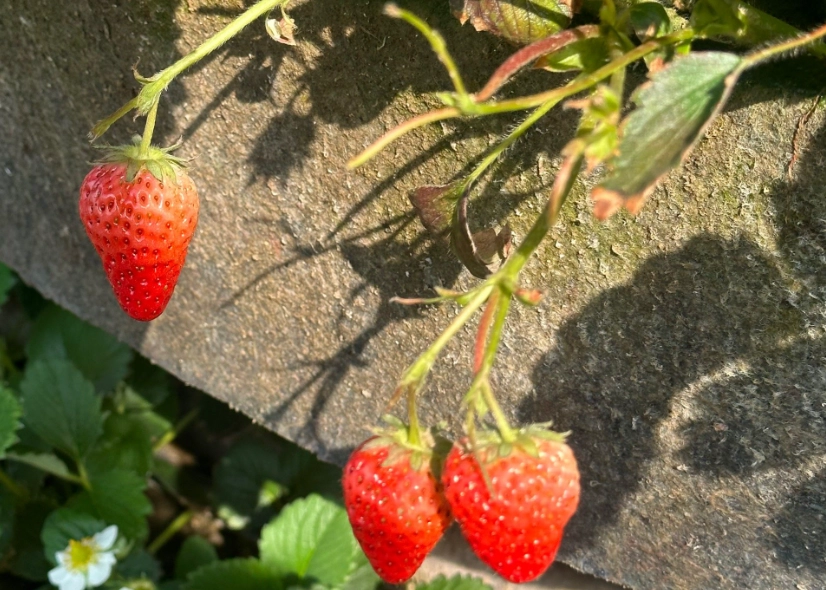 大湖草莓園價格 大湖草莓園價格