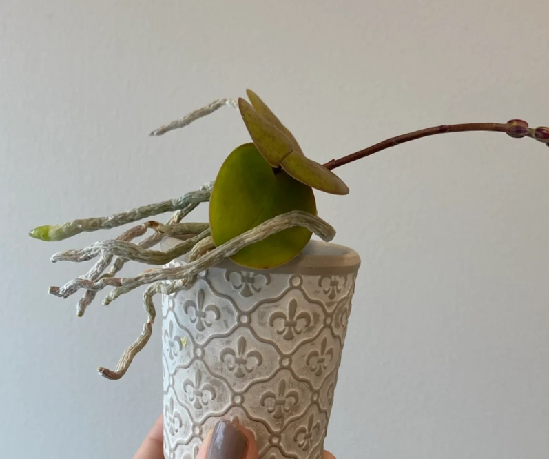 蘭花氣根外露預防 蘭花氣根外露預防