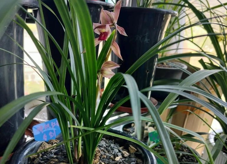 蘭花室內養護