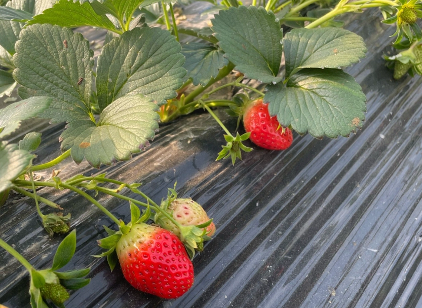 苗栗採草莓 苗栗採草莓