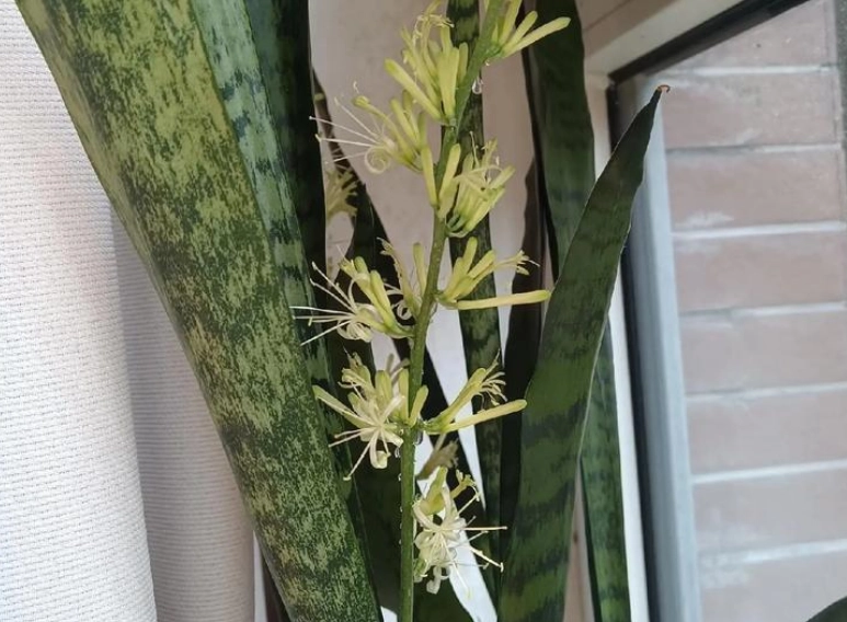 虎尾蘭開花意義 虎尾蘭開花意義