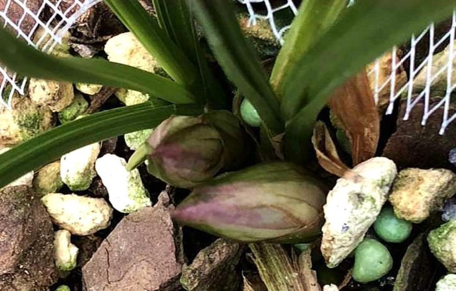 蘭花花苞處理方法 蘭花花苞處理方法