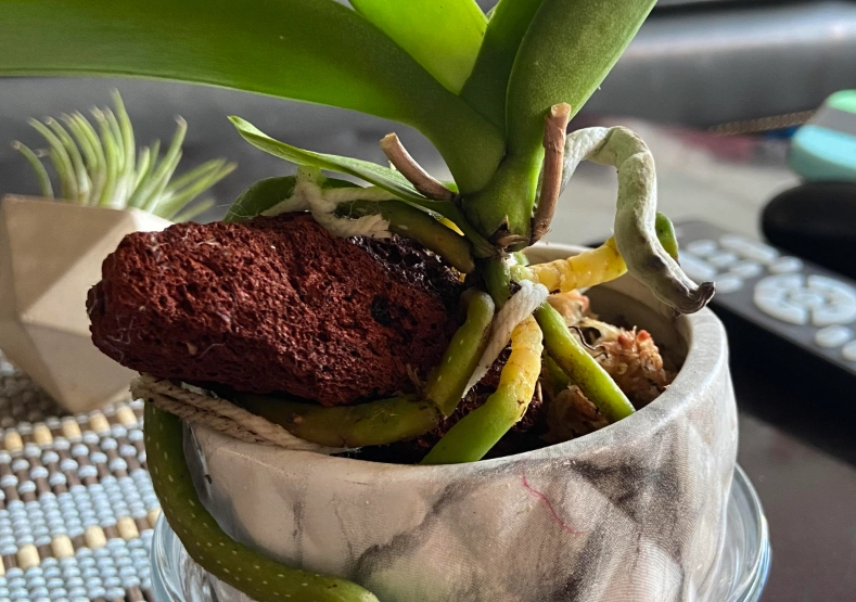 蘭花氣根外露原因 蘭花氣根外露原因