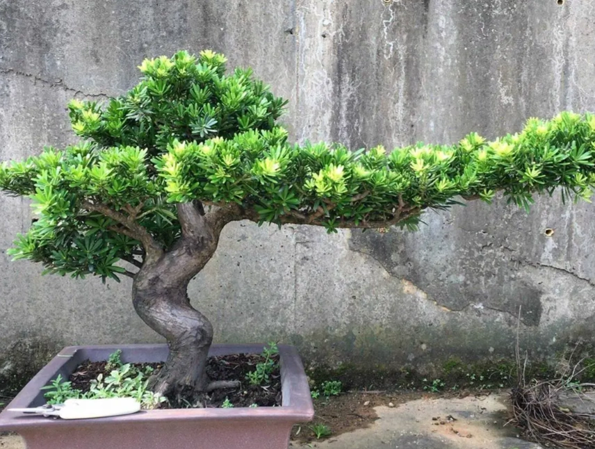 羅漢松養護方法