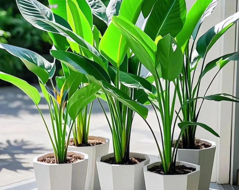 天堂鳥光照技巧 天堂鳥光照技巧