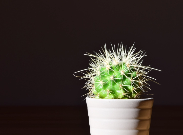 室內仙人掌益處