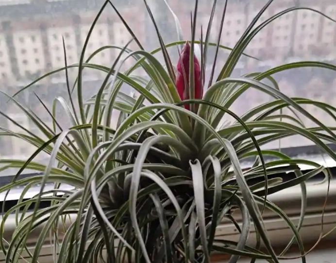 空氣鳳梨生長技巧 空氣鳳梨生長技巧