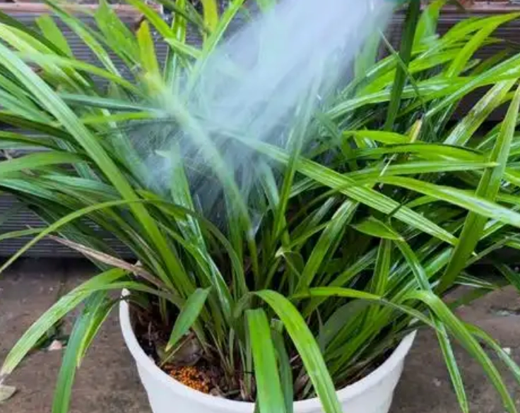 蘭花澆水過多症狀