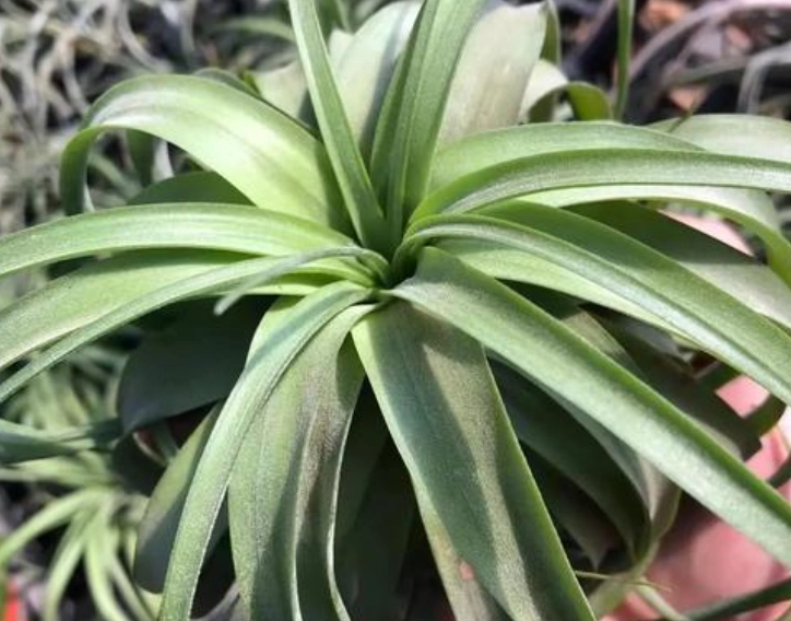 空氣鳳梨養護 空氣鳳梨養護