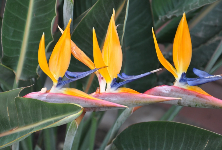 天堂鸟分类 天堂鸟分类
