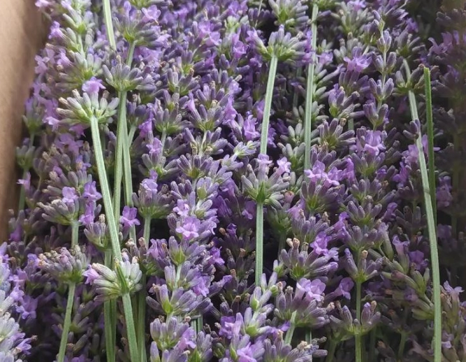 薰衣草貓咪安全