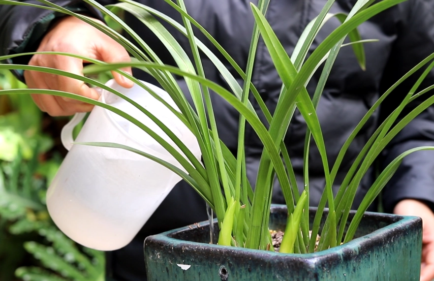 蘭花澆水過多處理 蘭花澆水過多處理