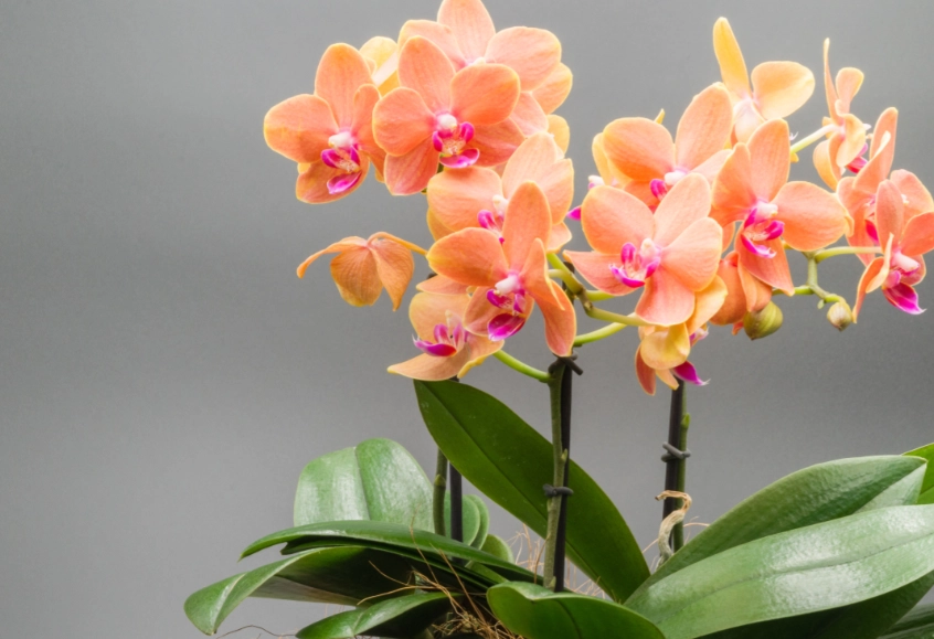 蝴蝶蘭復花方法