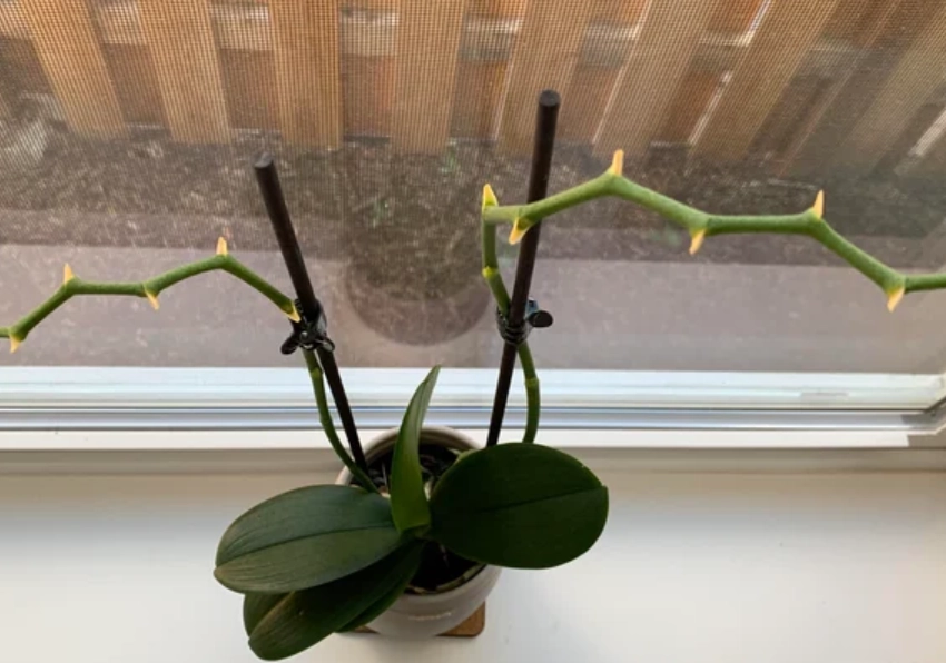 蘭花謝了處理方法 蘭花謝了處理方法