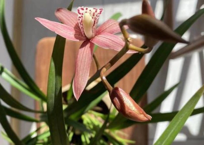 蘭花室內種植 蘭花室內種植