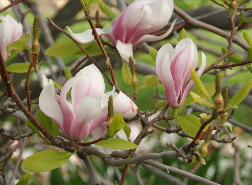 玉蘭花開花時間 玉蘭花開花時間