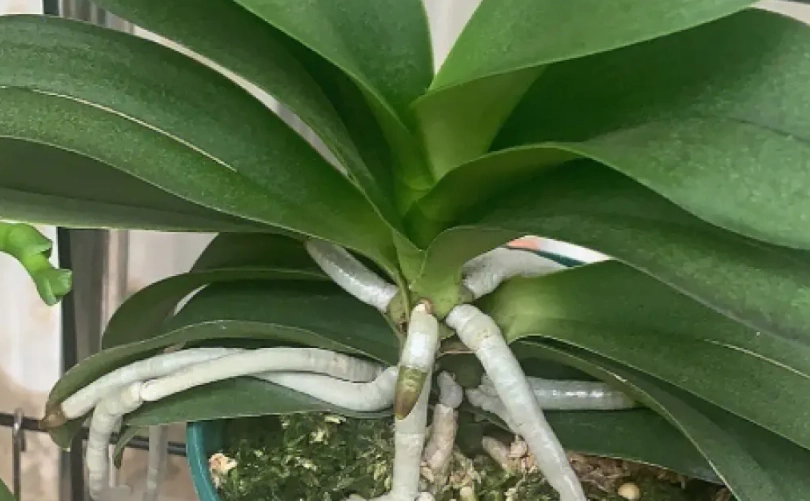 蘭花養護技巧 蘭花養護技巧