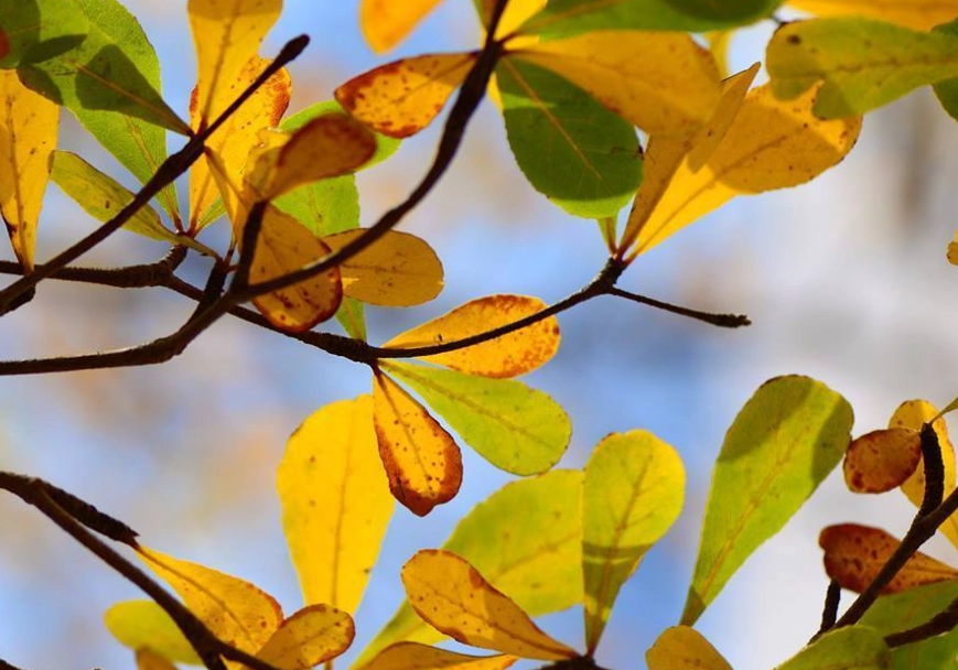 欖仁樹落葉時間