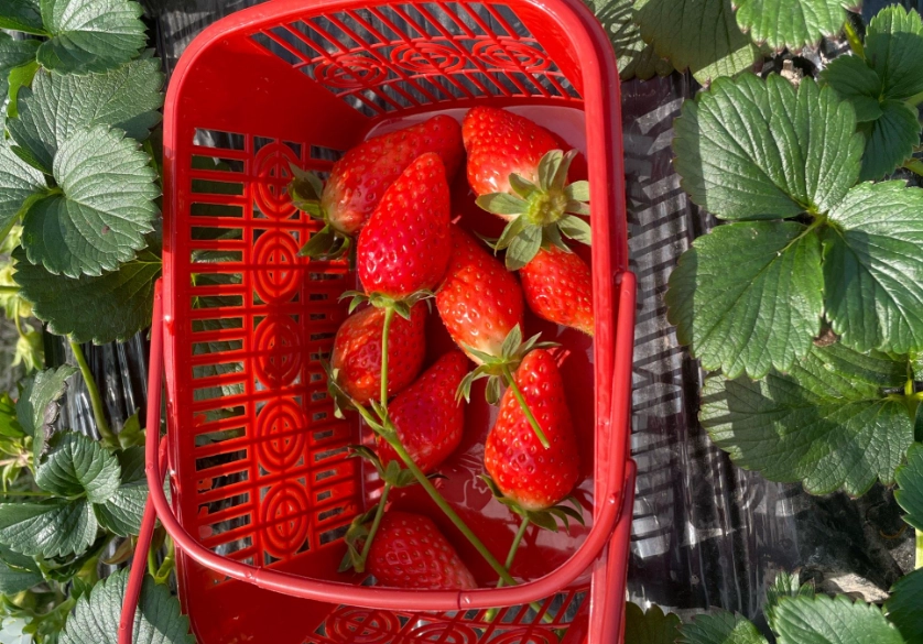 草莓園比較 草莓園比較